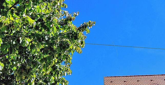 Dieser Spinnenfaden ist im Baum gelandet. Die SÜDKURIER-Redaktion Donaueschingen hat nun wohl einen neuen Nachbarn.