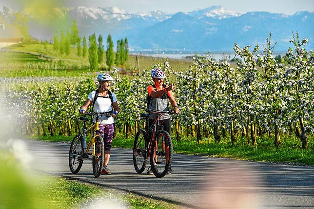 Während der Apfelblüte im Frühling ist die Bodenseeregion besonders reizvoll.