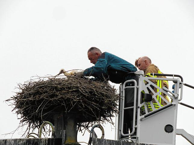 Unser Archivbild zeigt Manfred Bartler bei der Beringung von Jungstörchen in Aulfingen.