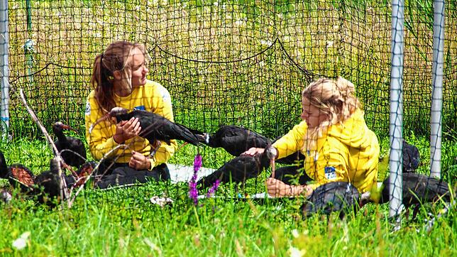 Helena Wehner und Barbara Steininger beschäftigen sich in der Voliere des Binninger Waldrapp-Camps mit den jungen Vögeln. Doch bald ...