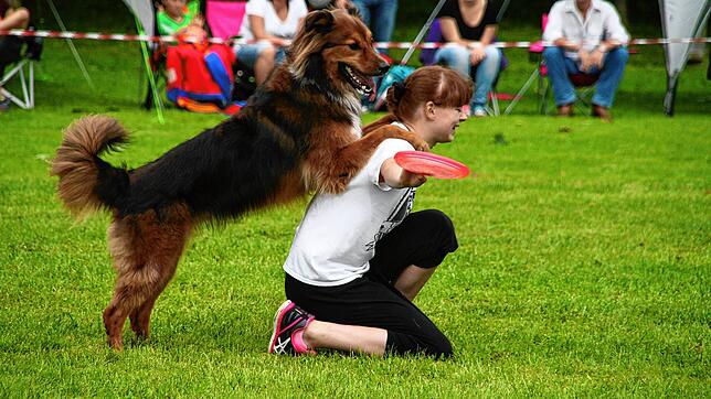 Im Kanton Aargau besteht für Halter von Hunden mit erhöhtem Gefährdungspotenzial eine Kurs- und Prüfungspflicht. Dieses Duo, aufgenommen ...