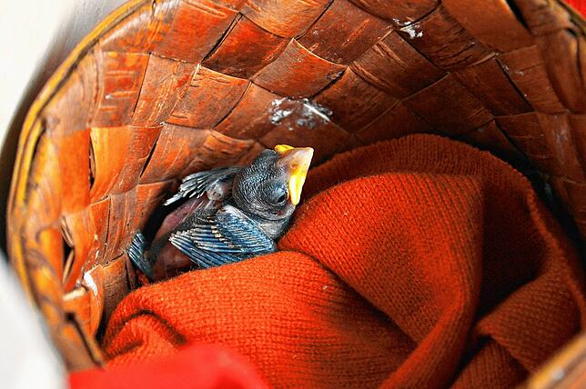 Ein kleiner Spatz, der aus dem Nest gefallen ist. Auf der Fuchsfarm wird er zwei Wochen lang aufgepäppelt, bis er wieder im Wald fliegen ...