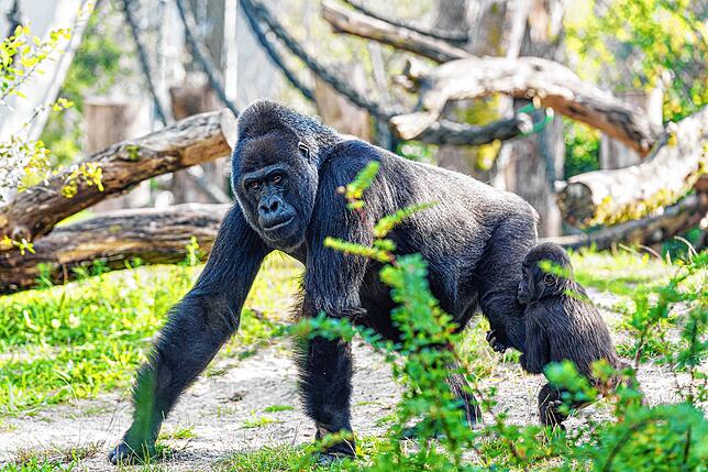Bild 1: Abschied von Faddama (40): Bekannte Gorilla-Dame stirbt im Basler Zoo
