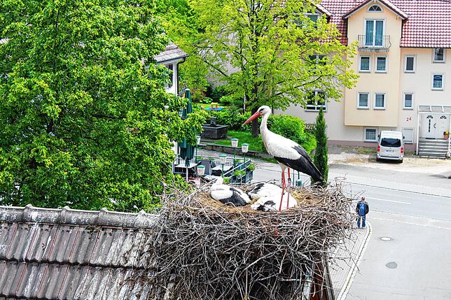 In Wahlwies gibt es viele Storchennester. Eines ist in der Straße &bdquo;Im Bindt&ldquo;. Auf der Plattform, die seit vielen Jahren ...