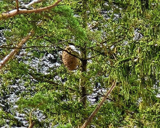 In Tennenbronn befindet sich das nächste Nest der asiatischen Hornisse.