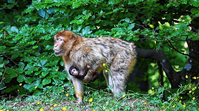 Wenige Tage alt war das Affenbaby, als Mama Amanda es im Frühjahr über den Futterplatz am Affenberg Salem trug. Jetzt sucht der ...