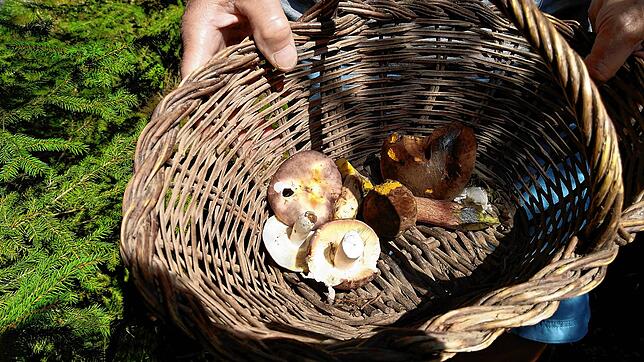 Pilze sammeln im Wald: Unser Archivbild zeigt ein paar Speisepilze in einem Korb. Noch lässt die Pilzsaison 2024 etwas auf sich warten.