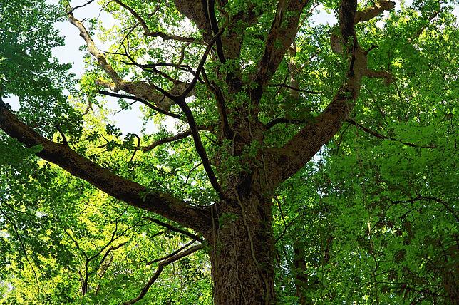 Diese Eiche ist ein Zukunftsbaum, der stehen blieb. Försterin Gebecca Göttel erklärte dem Gemeinderat, was bei einem Hieb im Wald alles ...
