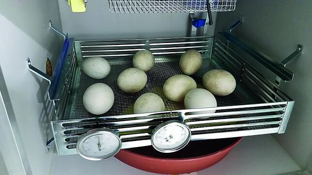 Neun Gänse-Eier liegen im Brutkasten: Aus sieben Eiern schlüpfte ein Küken.
