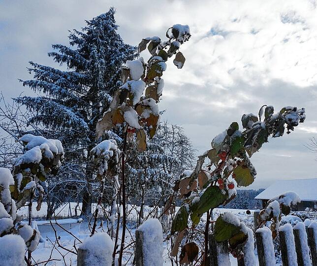 Erfrorene Sommerboten: In diesem Garten im Weilheimer Ortsteil Aisperg erinnern noch Himbeeren an die Wärme des Sommers.