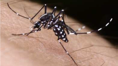 Die Asiatische Tigermücke