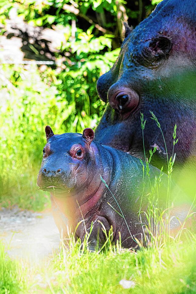 Bild 3: So niedlich: Flusspferd-Baby Serena entdeckt die Welt