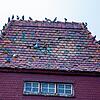 Wie an einer Perlenkette sitzen die Tauben aufgereiht auf dem Dach des Kornhauses in Stockach. Und hinterlassen ihren Kot.