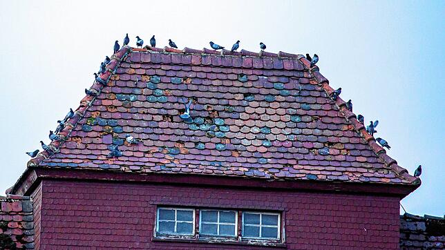 Wie an einer Perlenkette sitzen die Tauben aufgereiht auf dem Dach des Kornhauses in Stockach. Und hinterlassen ihren Kot.