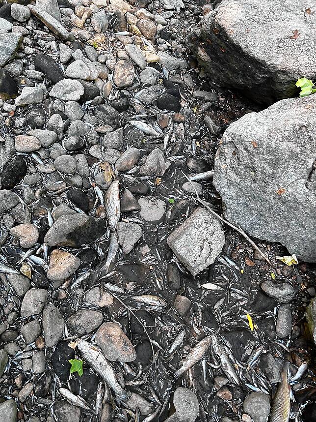 Verschwindet das Wasser aus der Breg, trifft das logischerweise die Tiere und Pflanzen im Fluss. Hier sind etliche Fische verendet.
