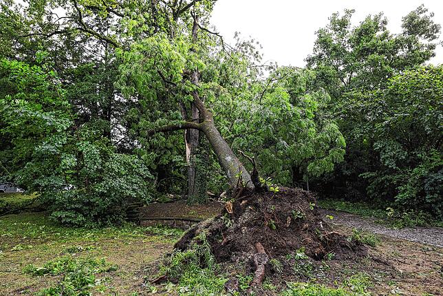 Diese stattliche Esche im Park an der Konzertmuschel hat es entwurzelt. Im Fallen hat sie weitere Bäume in Mitleidenschaft gezogen.
