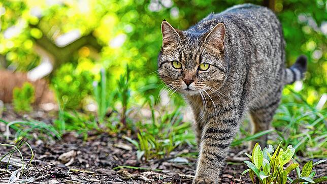 In freier Wildbahn verrichten Katzen gerne ihr Geschäft. Foto: Franziska Gabbert