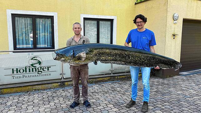 Dieser Wels ist der offiziell größte Fisch, der jemals aus dem Bodensee gezogen wurde.