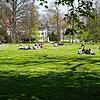 Im Park in St. Gallen genießen die Menschen das Zusammensein: Bis zu 15 können sich gemeinsam draußen treffen. Eine Beschränkung auf ...