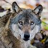 Ein Tier mit historisch gewachsenem Imageproblem: Der Wolf kommt vor allem in der Märchenliteratur nicht gut weg. Bild: Julian ...