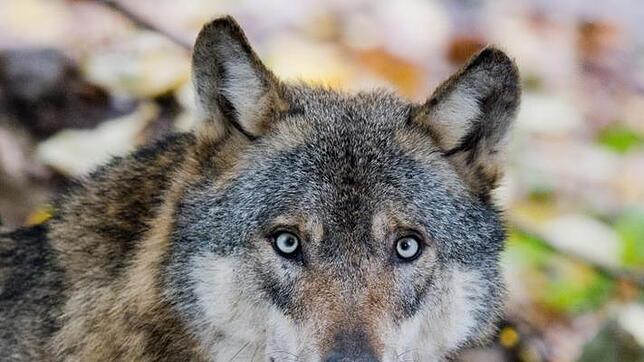 Ein Tier mit historisch gewachsenem Imageproblem: Der Wolf kommt vor allem in der Märchenliteratur nicht gut weg. Bild: Julian ...