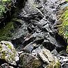 Bei Hitze und Trockenheit fließt in vielen Gewässern wie im Berauer Wasserfall kaum noch Wasser. Deshalb hat das Landratsamt ein Verbot ...