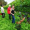 Auf der Reichenau läuft die Weinlese. Viele der Helfer und Festangestellten sind schon lange dabei &ndash; so wie (von rechts) Sabine ...