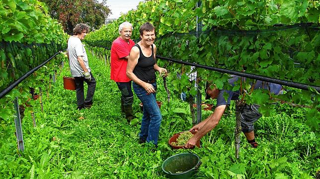 Auf der Reichenau läuft die Weinlese. Viele der Helfer und Festangestellten sind schon lange dabei &ndash; so wie (von rechts) Sabine ...