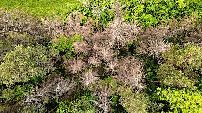 Auch in Rheinfelden wird man die Folgen des Klimawandels wohl am deutlichsten im Forst spüren. Foto: Silas Stein/dpa