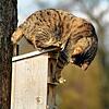 Katzen machen sich sogar an Vogelhäuschen zu schaffen, um an Beute zu kommen. In diesem Fall sollten die Tierhalter eingreifen. Bild: ...