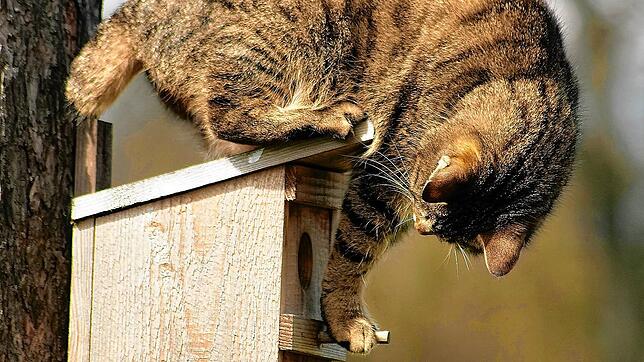 Katzen machen sich sogar an Vogelhäuschen zu schaffen, um an Beute zu kommen. In diesem Fall sollten die Tierhalter eingreifen. Bild: ...