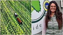 Auf rund 1500 Hektar wird in Tettnang Hopfen angebaut. An der Spitze des Hopfenpflanzerverbands Tettnang steht seit Anfang April Teresa ...