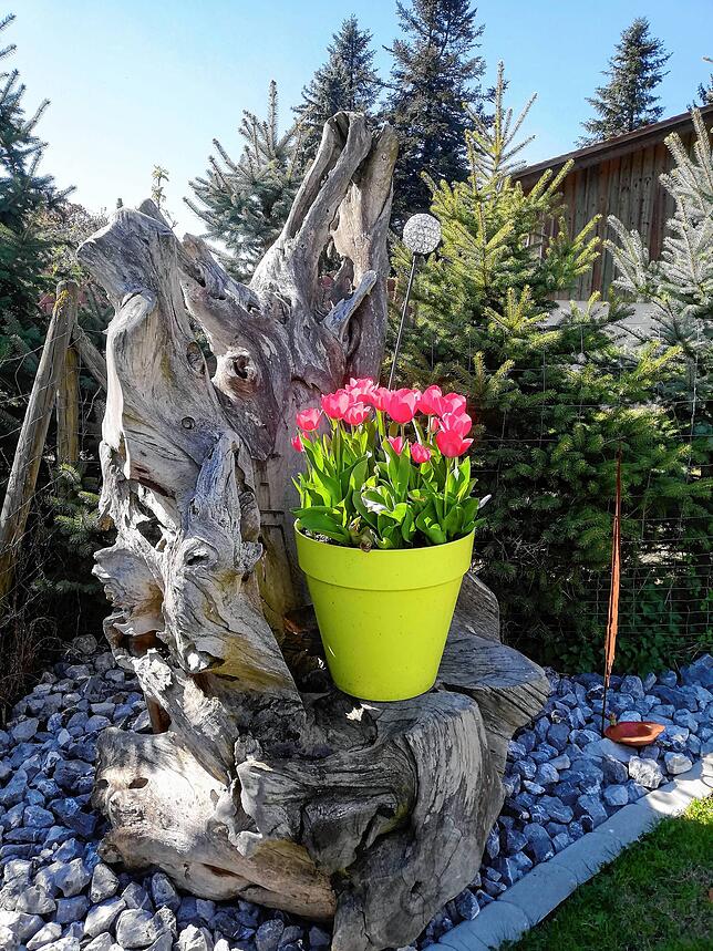 „Leider fielen die meisten meiner Tulpen über die Wintermonate Wühlmäusen zum Opfer, daher konnten wir uns in diesem Frühling kaum ...