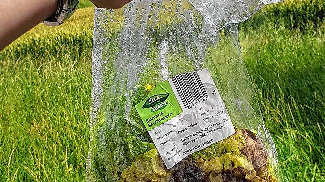Immer wieder landen in Herdwangen-Schönach original verpackte Salatköpfe an Wegrändern und auf Ackerflächen.