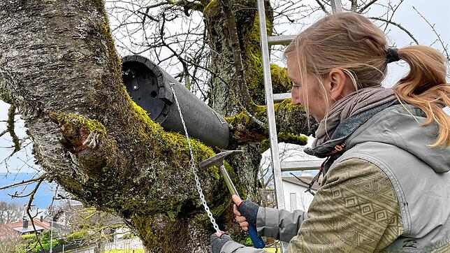 Anne-Gabriela Schmalstieg vom Überlinger Projektbüro der Heinz-Sielmann-Stiftung befestigt eine der Steinkauzröhren, die zur Wohnung für ...