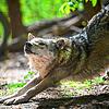 Der Wolf geht um in Vöhrenbach. Dieses Bild eines europäischen Grauwolfs wurde in einem Tierpark aufgenommen. Das Tier scheint gerade ...