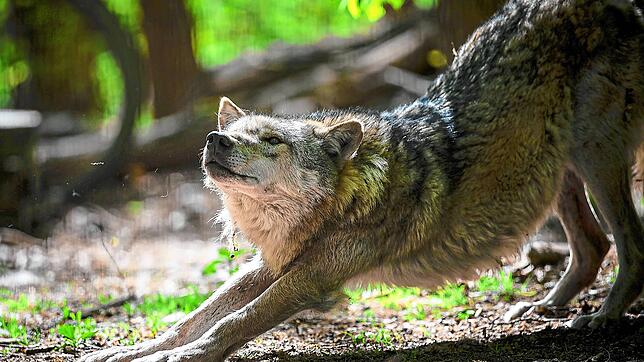 Der Wolf geht um in Vöhrenbach. Dieses Bild eines europäischen Grauwolfs wurde in einem Tierpark aufgenommen. Das Tier scheint gerade ...