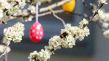 In Baden-Württemberg gibt es eine große Anzahl von Aktivitäten während der Osterzeit zu entdecken. Von Krämer- und Ostereiermärkten bis ...