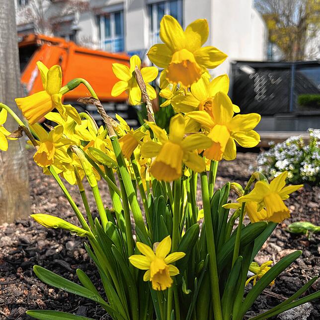 Bild 6: Zwischen Betonwüste und Blütenmeer &ndash; Wo finden Konstanzer eigentlich den Frühling in der Stadt?