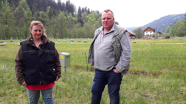 Bild 1: Wie soll das gehen mit dem Wolf im Schwarzwald? Ein Besuch in Bad Wildbad zeigt: Es gibt keine schnellen Lösungen