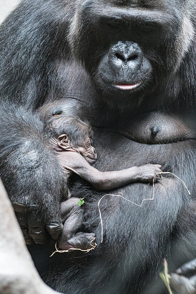 Bild 5: Nachwuchs im Zoo: So liebevoll kümmert sich Gorilla-Mama Faddama um ihr Baby
