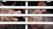 Mastschweine sind in Brandenburg in einem Lkw für den Transport zum Schlachthof zu sehen.