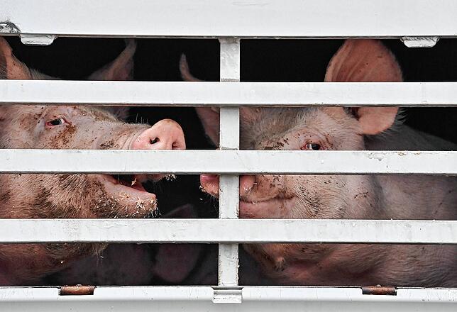 Mastschweine sind in Brandenburg in einem Lkw für den Transport zum Schlachthof zu sehen.