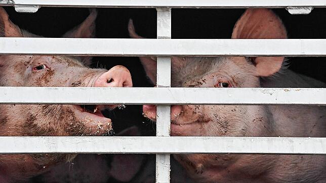 Mastschweine sind in Brandenburg in einem Lkw für den Transport zum Schlachthof zu sehen.