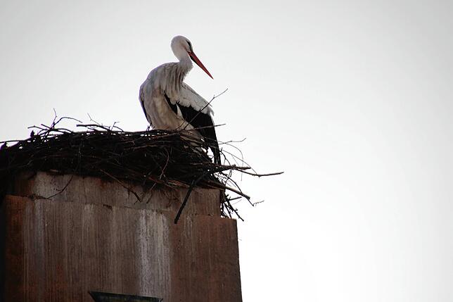 Bild 4: Traute Zweisamkeit: Die Störche Hans und Nelli II sind wieder in ihr Nest in der Oberstadt zurückgekehrt