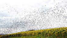 Stare, soweit das Auge reicht: Hier starten Zehntausende Vögel oberhalb des Birnauer Oberhofes aus den Reben.