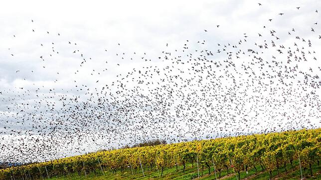 Stare, soweit das Auge reicht: Hier starten Zehntausende Vögel oberhalb des Birnauer Oberhofes aus den Reben.