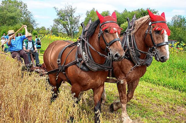 Bild 17: Tausende Besucher an der Bohlinger Sichelhenke