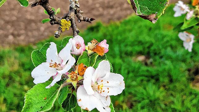 Ein blühender Apfelbaum im Herbst: Das Bild wurde von SÜDKURIER-Leserin Liane Bordasch an der Wutach zwischen Schwerzen und Wutöschingen ...
