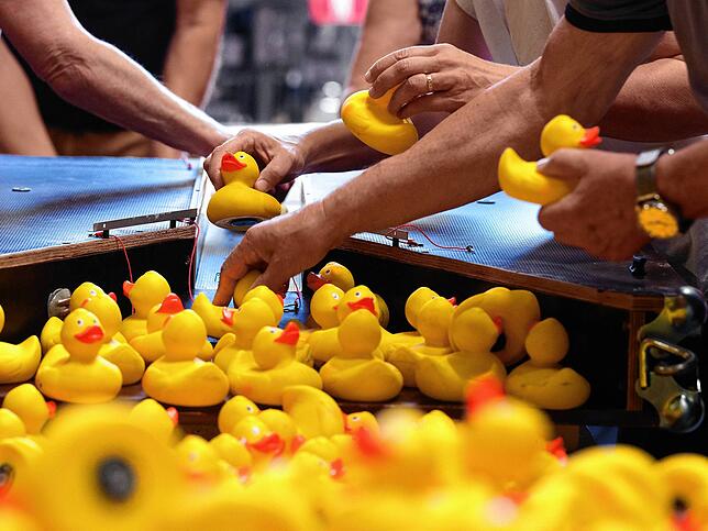Flott wie am Fließband werden die Enten eingescannt.